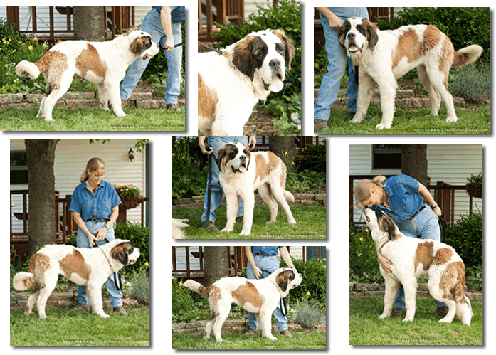 Ophie collage